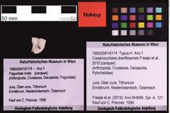 Foto (Objekt + Etiketten) von Cretatrizocheles doerflesensis (Fraaije et al., 2019) (NHMW-GEO-1990-0041-0174)